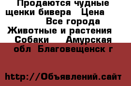 Продаются чудные щенки бивера › Цена ­ 25 000 - Все города Животные и растения » Собаки   . Амурская обл.,Благовещенск г.